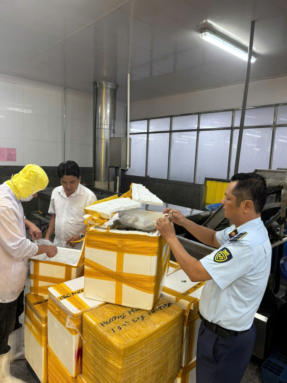 Kiên Giang Phát hiện, tạm giữ lượng lớn tôm chứa tạp chất agar