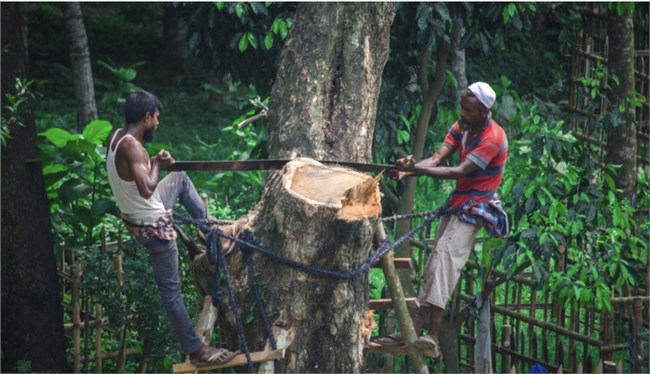 EU dự kiến tạm hoãn áp dụng luật chống phá rừng
