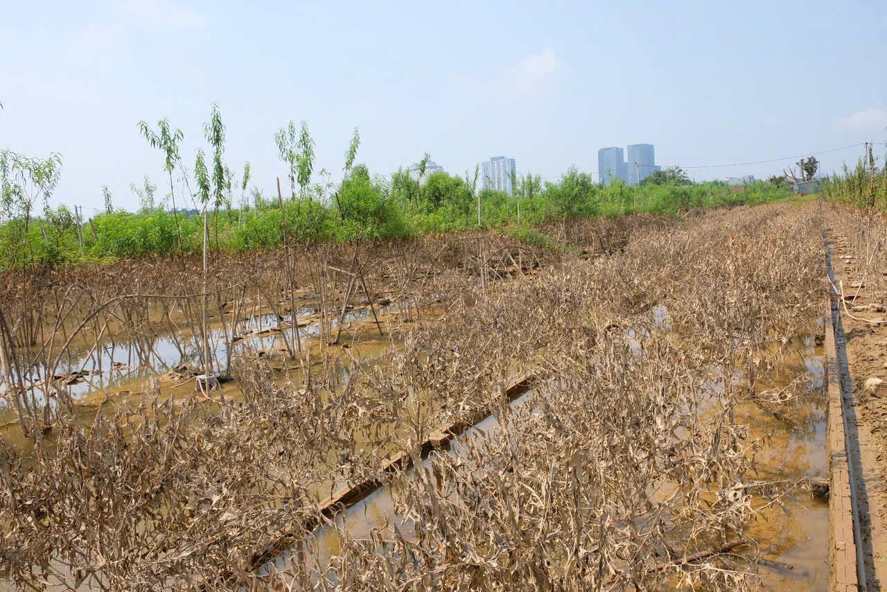Đề xuất hỗ trợ người trồng đào Nhật Tân, quất Tứ Liên bị ảnh hưởng bởi bão Yagi