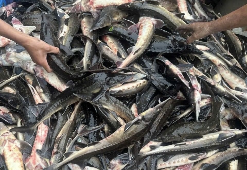 Cá tầm giá rẻ rao bán ‘rầm rộ’ trên chợ mạng