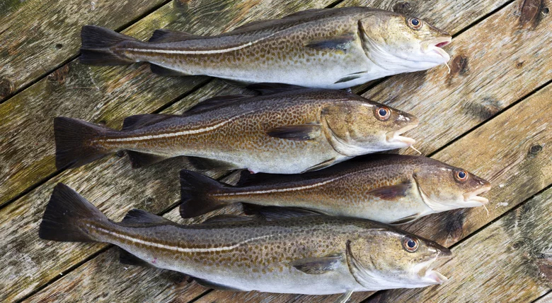 Xu hướng tiêu thụ cá thịt trắng tại các thị trường nhập khẩu lớn trên thế giới