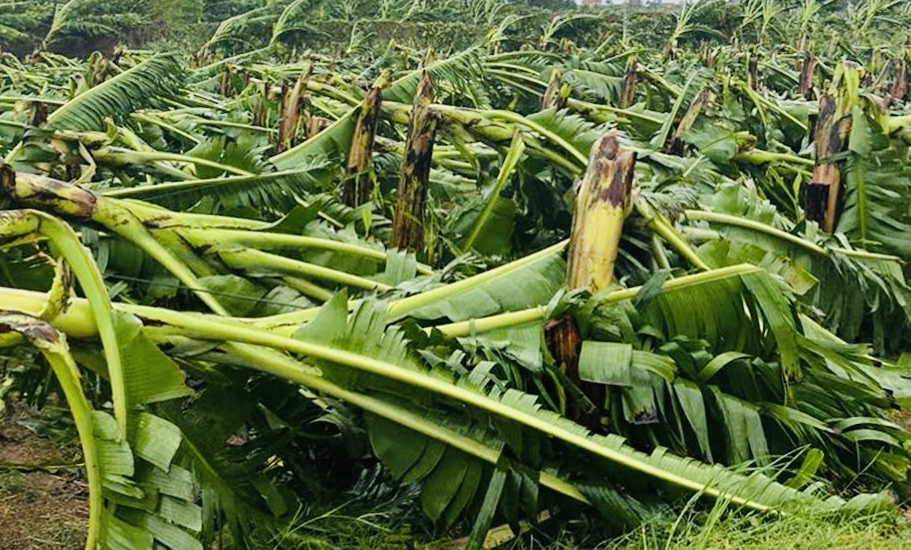 Khẩn trương hỗ trợ người dân có nguồn vốn nhanh chóng khôi phục sản xuất, kinh doanh