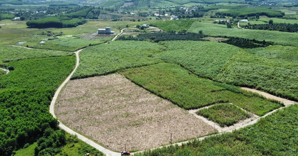 TPHCM quy định hạn mức giao đất nông nghiệp đối với hộ gia đình, cá nhân