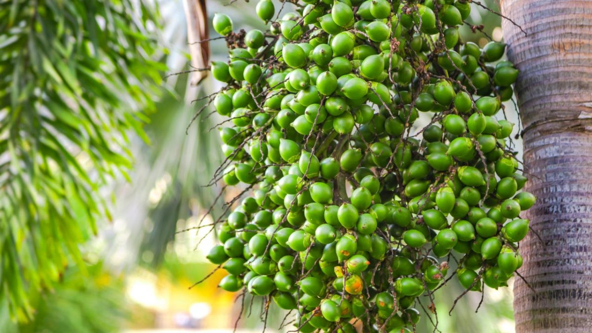 Xuất khẩu cau tăng mạnh nhưng vẫn tiềm ẩn rủi ro