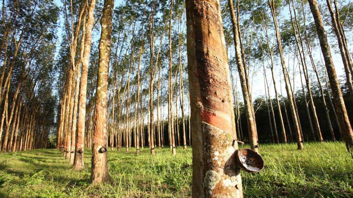 Giá cao su hôm nay 3110 Giá cao su kỳ hạn đồng loạt tăng