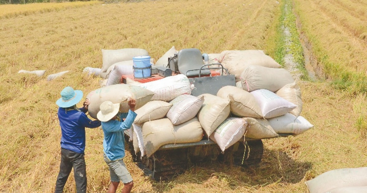 Giá lúa gạo hôm nay 1811 Duy trì ổn định