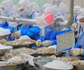 Nguồn cung thiếu hụt dự báo giá tôm nguyên liệu tiếp tục tăng mạnh  