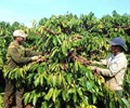  Giá cà phê hôm nay 12/12 Giá cà phê trong nước tăng mạnh 8.000 đồng/kg 
