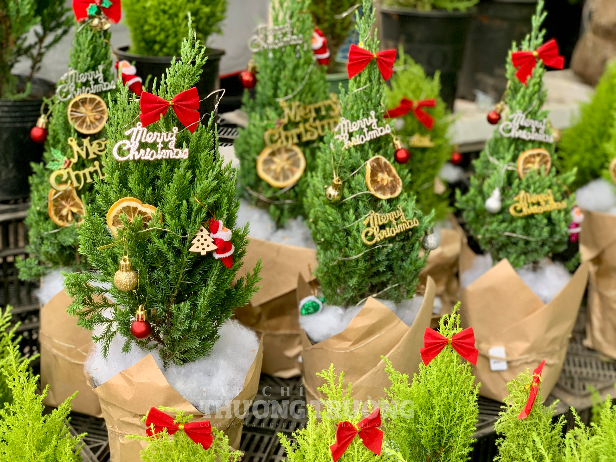 Hà Nội Đang dạng thị trường cây thông trang trí Giáng sinh