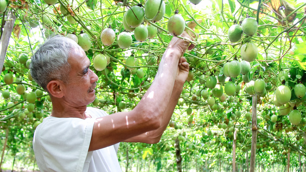 Xuất khẩu chanh leo sang Hoa Kỳ, thêm cơ hội cho nông dân