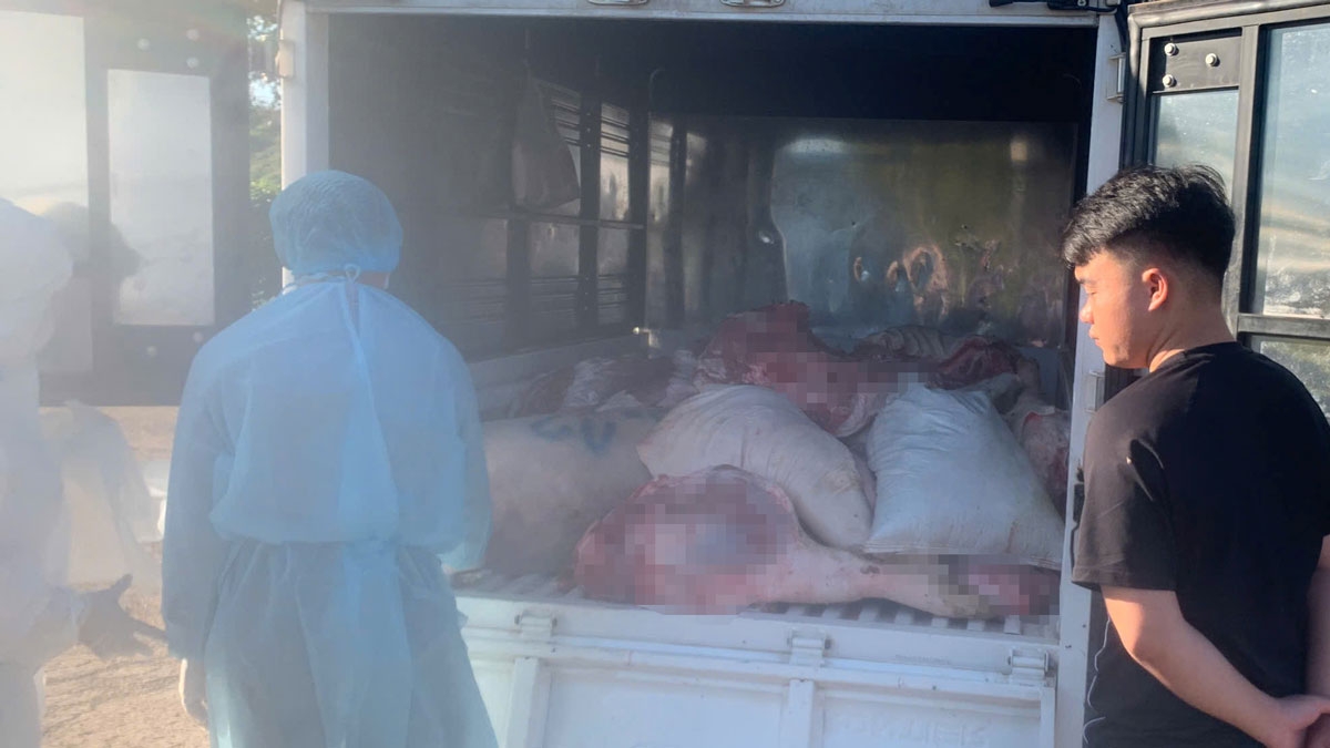 Bình Phước Tiêu hủy 730kg thịt heo không rõ nguồn gốc