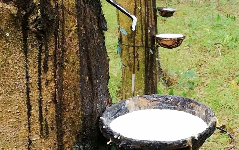 Thị trường hàng hóa 2612 Cao su giao dịch sôi động