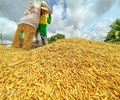 Giá gạo thế giới trong xu hướng giảm 