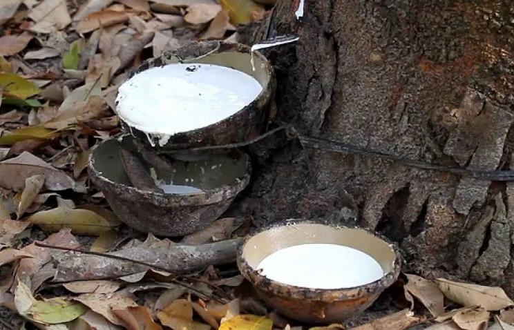 Giá cao su hôm nay 51 Tăng nhẹ