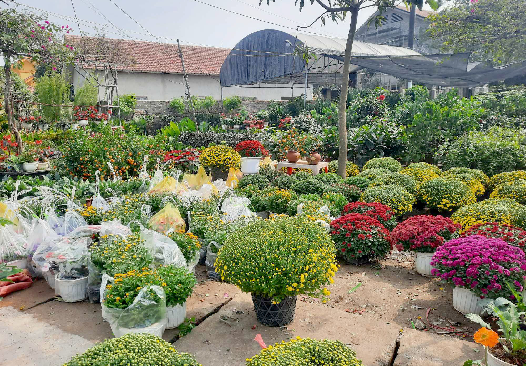 Nghệ An Làng hoa cảnh Nghi Ân tất bật vào vụ Tết