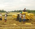 Giá lúa gạo hôm nay 6/1 Đi ngang với cả mặt hàng lúa và gạo 