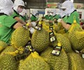 Xuất khẩu sầu riêng sang Trung Quốc tăng trưởng mạnh 