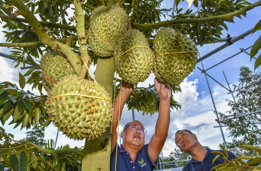 Cuộc đua giành thị phần của trái sầu riêng Đông Nam Á tại Trung Quốc