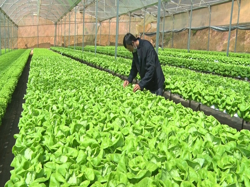 Chương trình khuyến công thúc đẩy phát triển sản phẩm OCOP tại Lâm Đồng