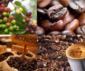 Doanh nghiệp xuất khẩu cà phê cần chủ động thích ứng các quy định EUDR 