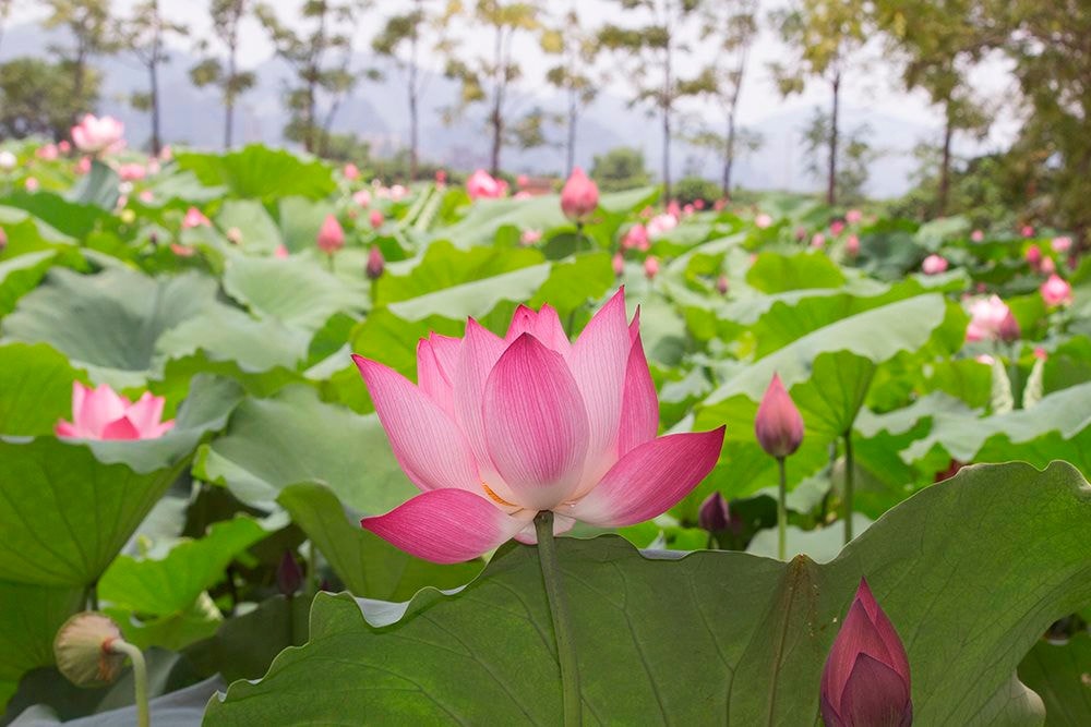 Hà Nội Cho phép sử dụng địa danh để đăng ký nhãn hiệu sen An Phú