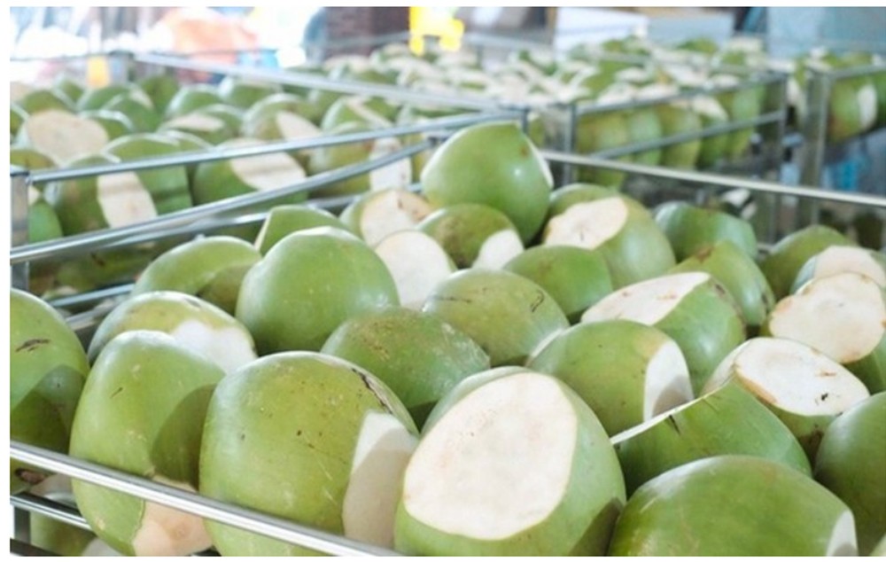 Cơ hội để phát triển bền vững ngành dừa