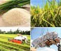 Dự báo giá gạo xuất khẩu sẽ sớm tăng trở lại 