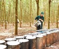 Dự báo tổng kim ngạch xuất khẩu cao su sẽ đạt 11 tỷ USD 