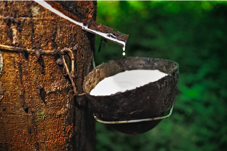 Hưởng lợi từ giá bán cao, xuất khẩu cao su được kỳ vọng tăng trưởng tốt trong năm 2025