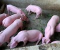 Giá heo hơi hôm nay 10/3 Bất ngờ lặng sóng trên toàn quốc 
