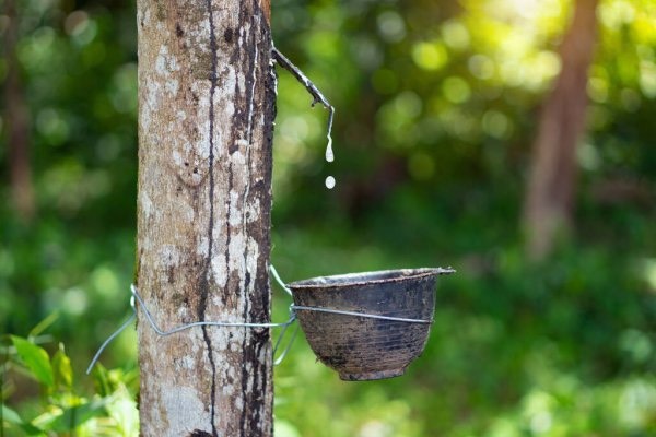 Giá cao su hôm nay 143 Giá cao su thế giới tăng trở lại