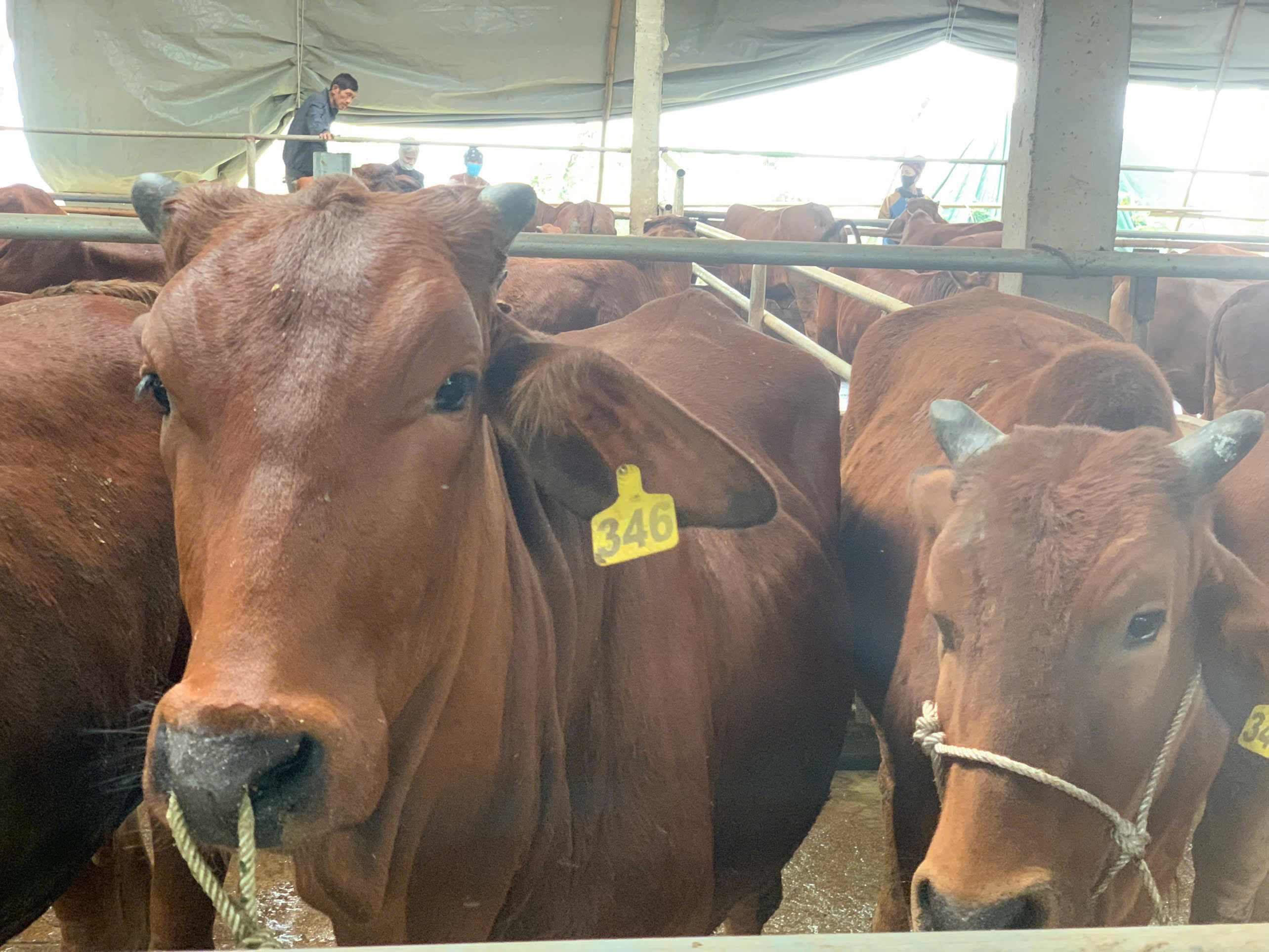 Phát triển bền vững kinh tế địa phương với mô hình hợp tác xã bò giống