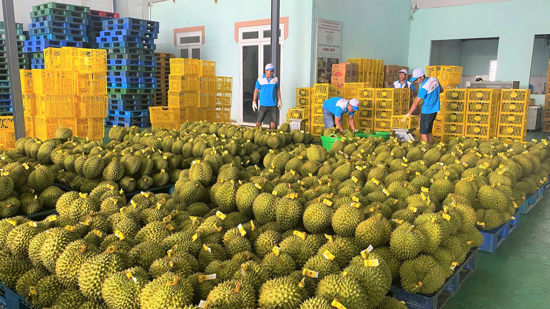 Nhiều sản phẩm đặc trưng tại Lâm Đồng được cấp chứng nhận OCOP