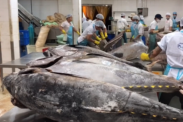 Ngành cá ngừ Việt Nam đối mặt với nhiều thách thức mới