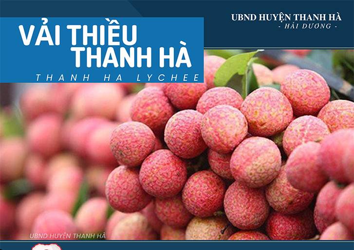 Về Thanh Hà du lịch trải nghiệm mùa vải thiều chín