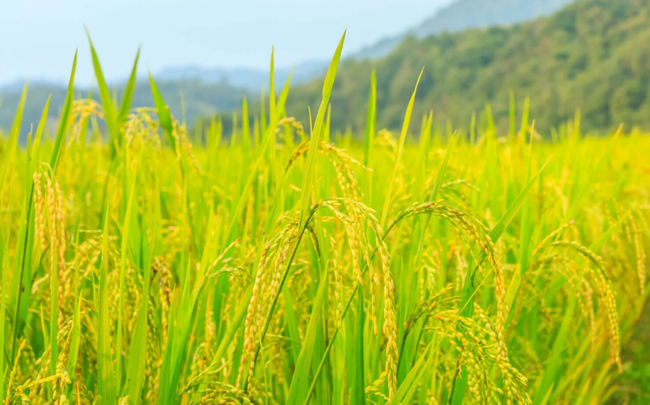  Giá lúa gạo hôm nay 313 Giá lúa gạo tương đối bình ổn