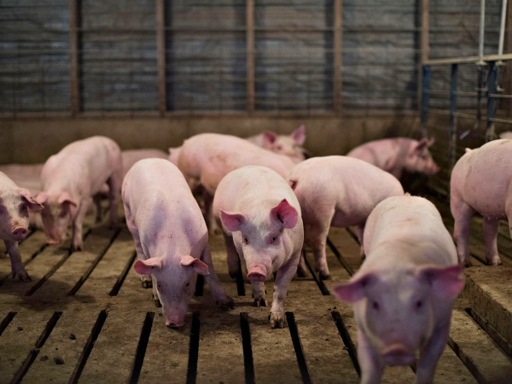 Giá heo hơi hôm nay 14 Tiếp tục giảm trên toàn quốc