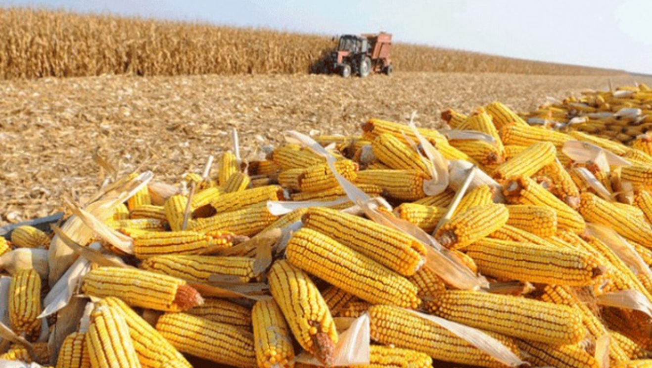 Thái Lan Dự Kiến Giảm Thuế Nhập Khẩu Ngô Từ Mỹ