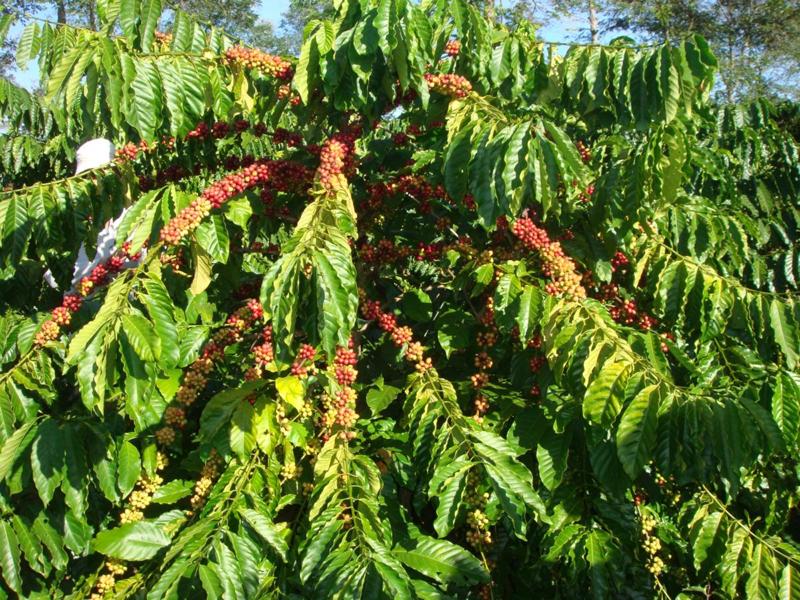 Chọn giống cà phê hữu cơ Quyết định quan trọng cho chất lượng bền vững