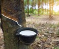 Giá cao su Việt Nam vẫn giữ nhịp tăng trong bối cảnh căng thẳng thương mại toàn cầu 