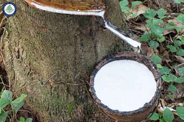 Giá cao su hôm nay 204 Thị trường Nhật Bản