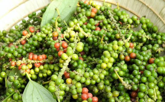 Giá tiêu hôm nay 204 Duy trì ổn định