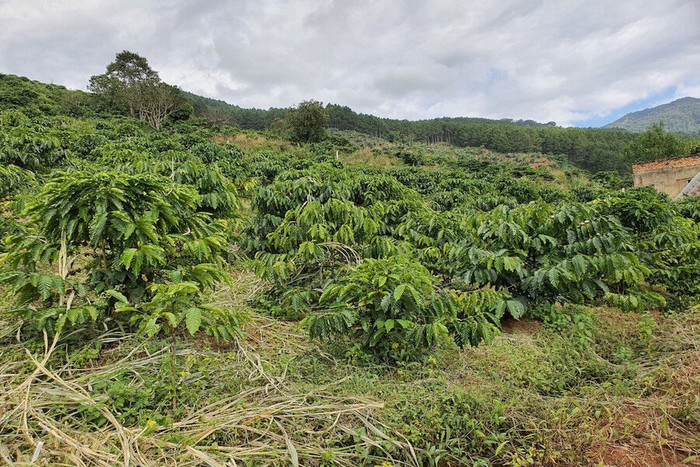 Lâm Đồng Thu hồi hơn 145 ha đất đã giao cho Công ty Vĩnh Tiến