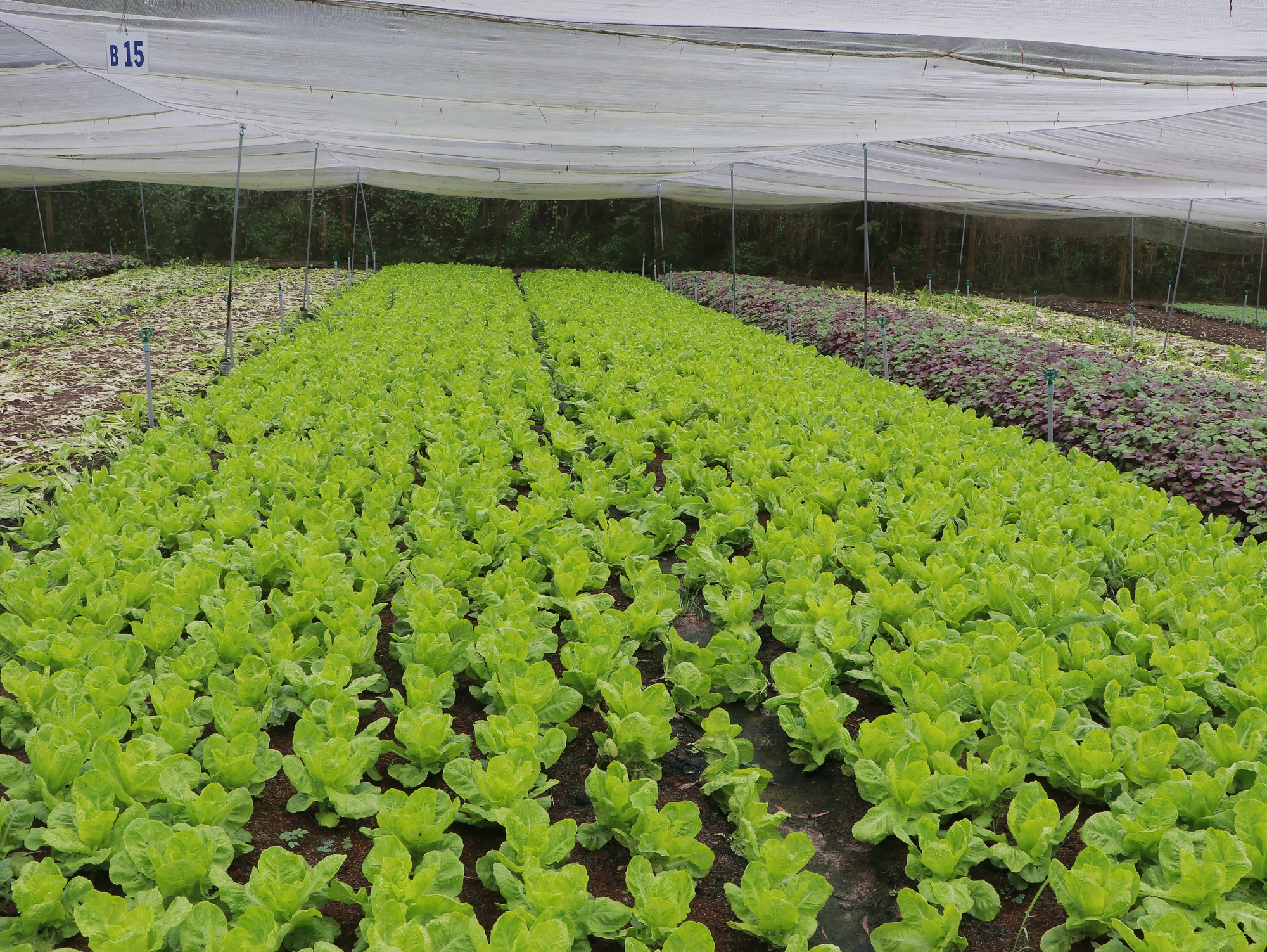 TPHCM Đẩy mạnh ứng dụng công nghệ cao vào nông nghiệp