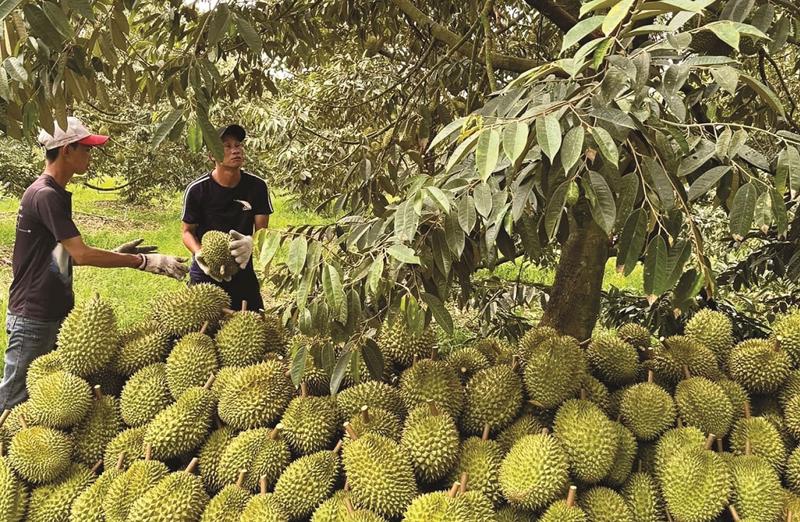 Sầu riêng Việt Nam đối mặt nhiều thách thức tại thị trường Trung Quốc