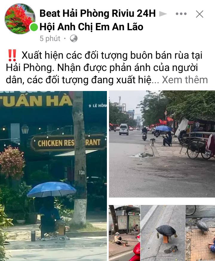 Buôn bán rùa công khai tại Hải Phòng Cần kiểm tra xử lý để bảo vệ hệ sinh thái