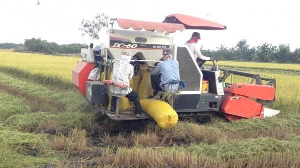 Giá lúa gạo hôm nay 55 Thị trường trong nước duy trì ổn định