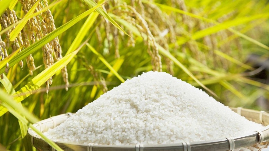 Giá lúa gạo hôm nay 115 Giữ xu hướng ổn định tại nhiều địa phương