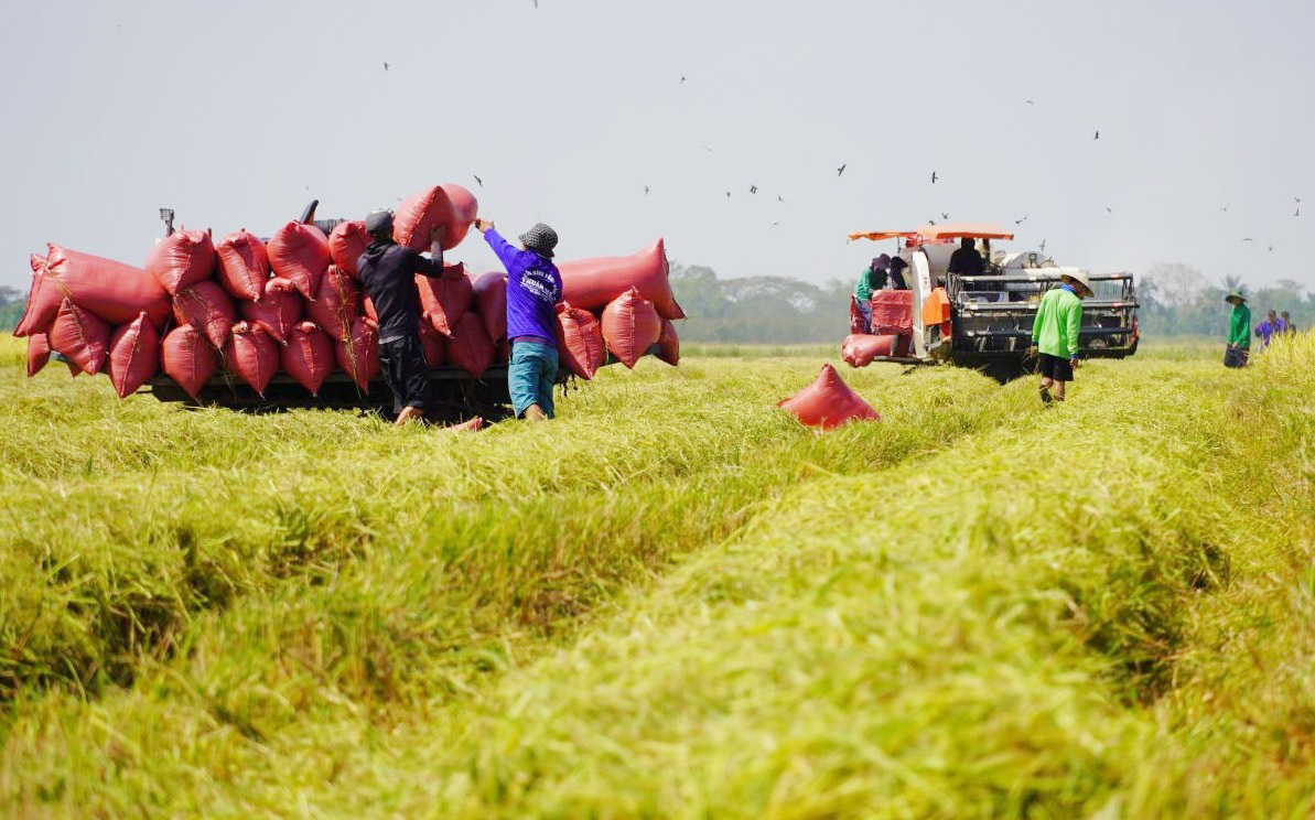 Giá lúa gạo hôm nay 125 Thị trường trong nước ít biến động