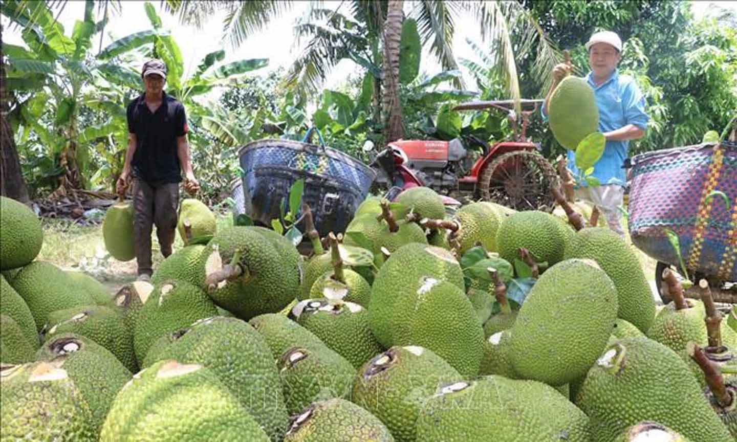 Giá mít Thái nửa đầu tháng 52025 Thị trường trầm lắng, giá giảm mạnh